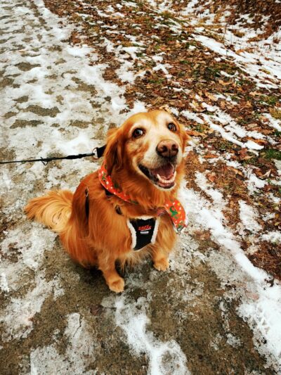 Lamoille Valley Veterinary Services - Hyde Park, VT