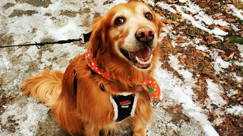 Lamoille Valley Veterinary Services - Hyde Park, VT