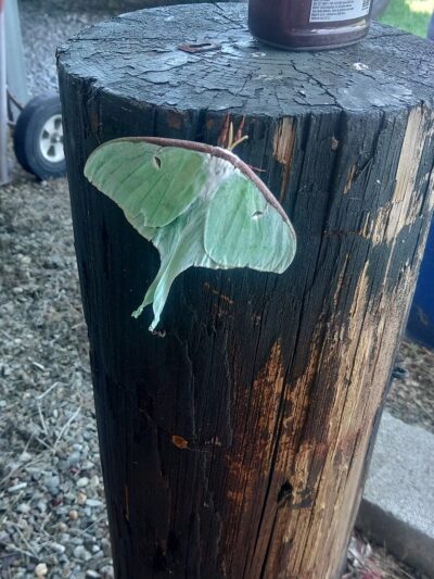 Ider Park - Ider, AL