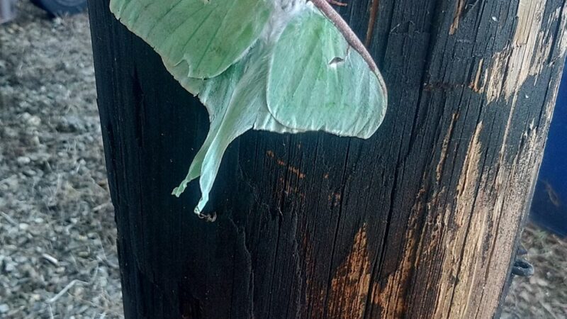 Ider Park - Ider, AL