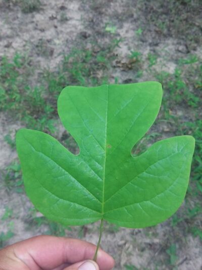 Ider Park - Ider, AL