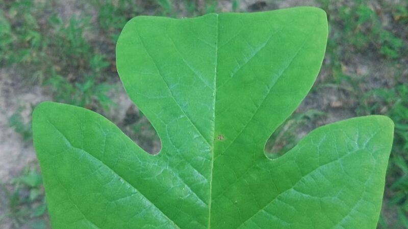 Ider Park - Ider, AL