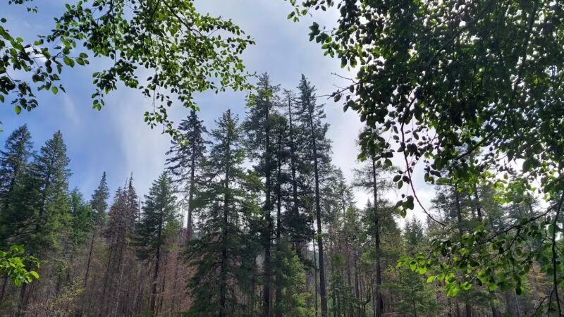 Gravel Bin Raft Launch - Idleyld Park, OR