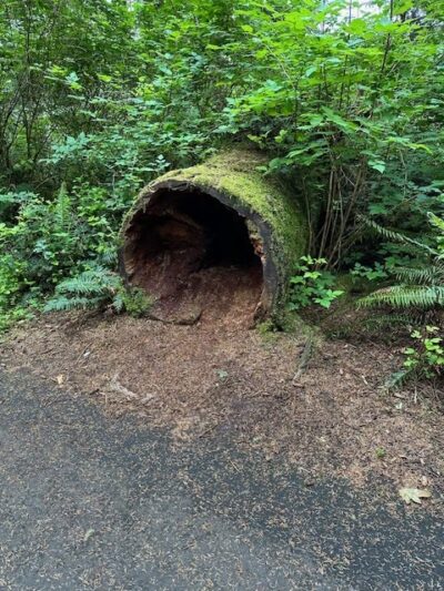 Bell's View Trail - Ilwaco, WA
