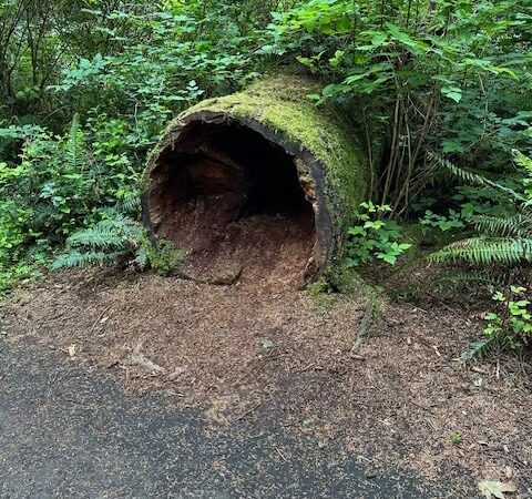 Bell's View Trail - Ilwaco, WA