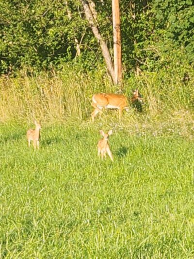 Imler Memorial Park - Imler, PA