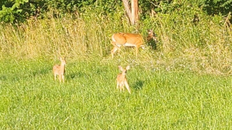 Imler Memorial Park - Imler, PA