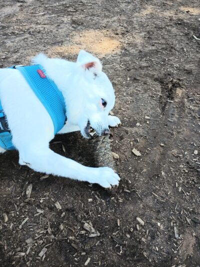 Imperial Beach Dog Park - Imperial Beach, CA