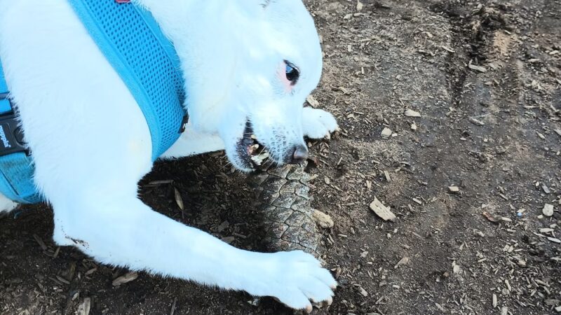 Imperial Beach Dog Park - Imperial Beach, CA