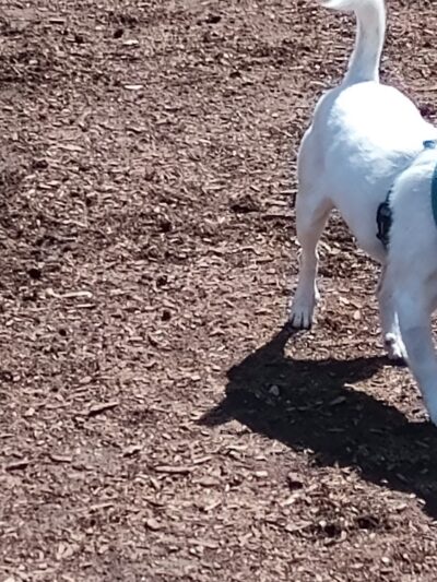 Imperial Beach Dog Park - Imperial Beach, CA