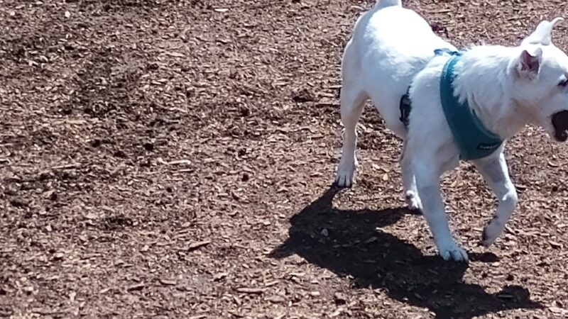 Imperial Beach Dog Park - Imperial Beach, CA