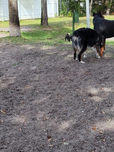 Indian Rocks Beach Dog Park - Indian Rocks Beach, FL