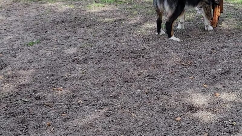 Indian Rocks Beach Dog Park - Indian Rocks Beach, FL