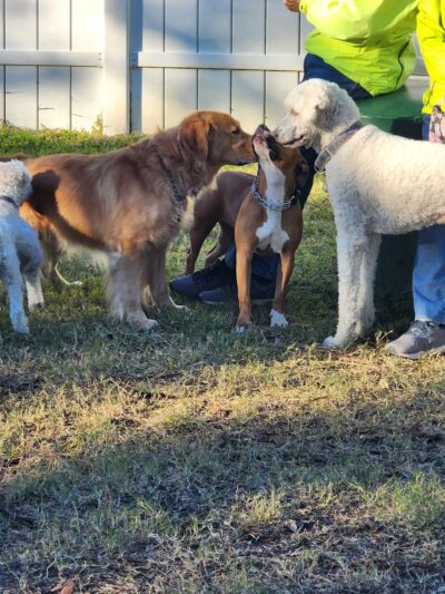 Indian Rocks Beach Dog Park - Indian Rocks Beach, FL