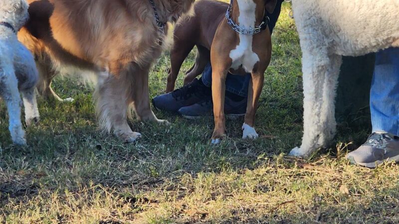 Indian Rocks Beach Dog Park - Indian Rocks Beach, FL