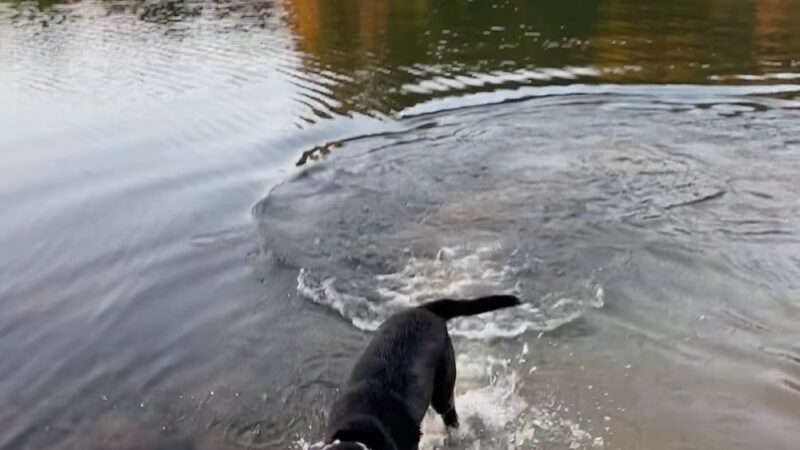 Blue Spruce Park - Indiana, PA