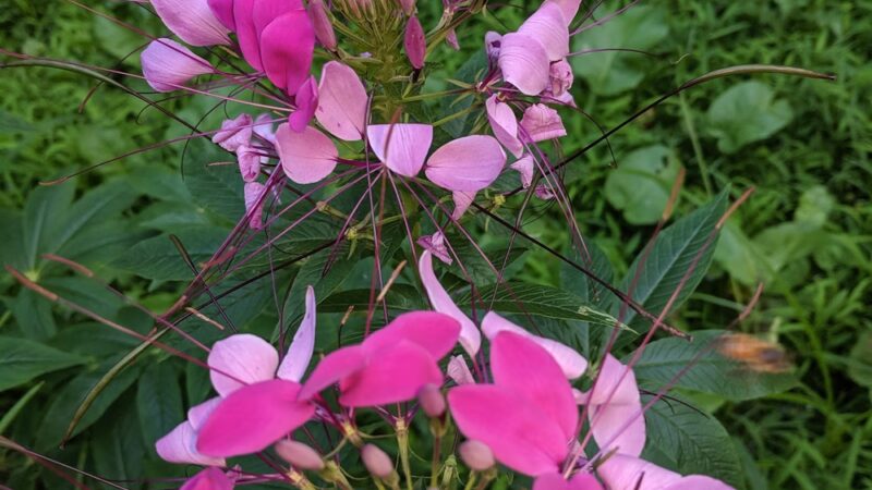 Fourth Ward Park - Indiana, PA