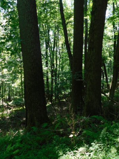 Fourth Ward Park - Indiana, PA