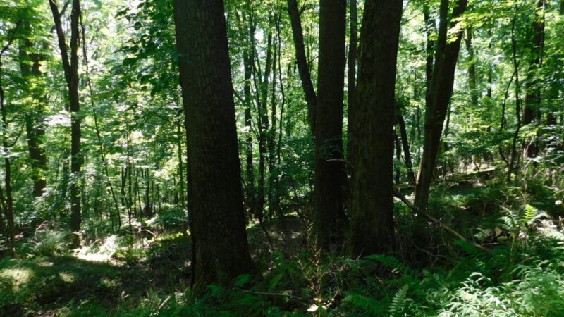 Fourth Ward Park - Indiana, PA