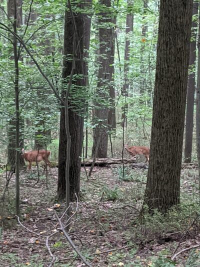 Fourth Ward Park - Indiana, PA