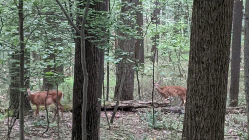 Fourth Ward Park - Indiana, PA
