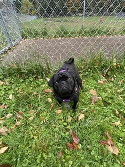 Max Park - Indiana, PA