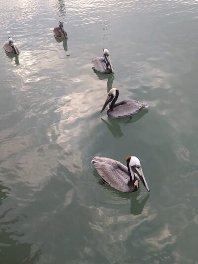 Cove Park - Ingleside, TX