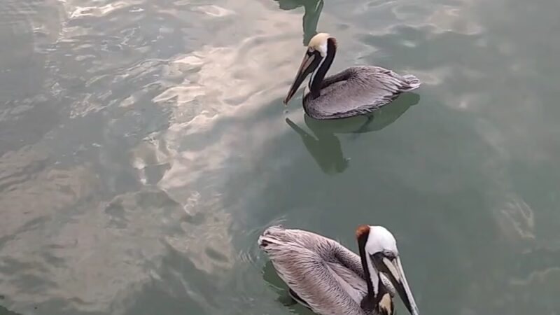 Cove Park - Ingleside, TX