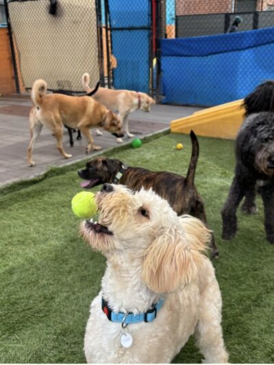 South Park Doggie - Waterland (LAX) - Inglewood, CA