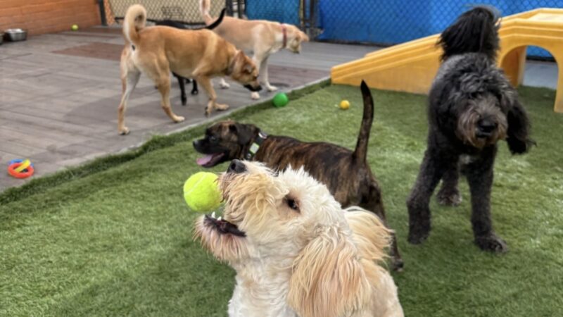 South Park Doggie - Waterland (LAX) - Inglewood, CA