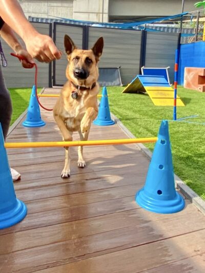 South Park Doggie - Waterland (LAX) - Inglewood, CA
