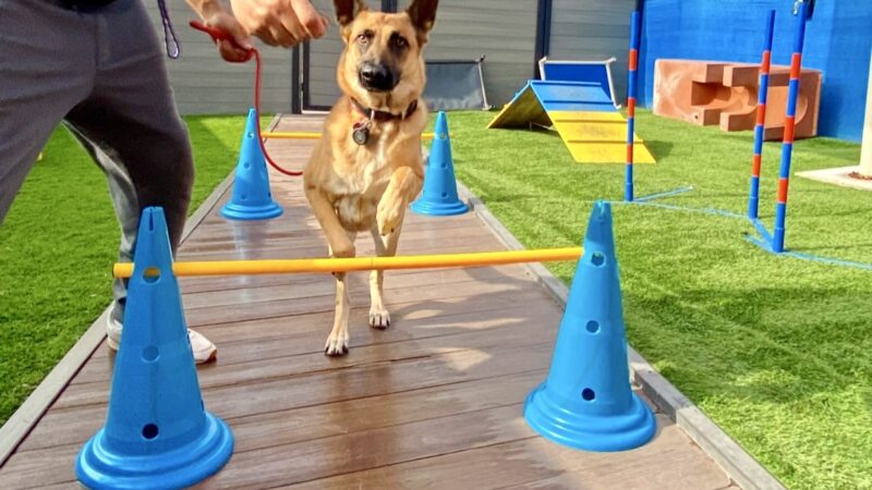 South Park Doggie - Waterland (LAX) - Inglewood, CA