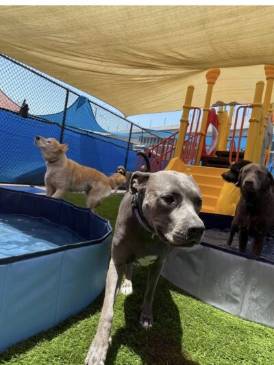South Park Doggie - Waterland (LAX) - Inglewood, CA