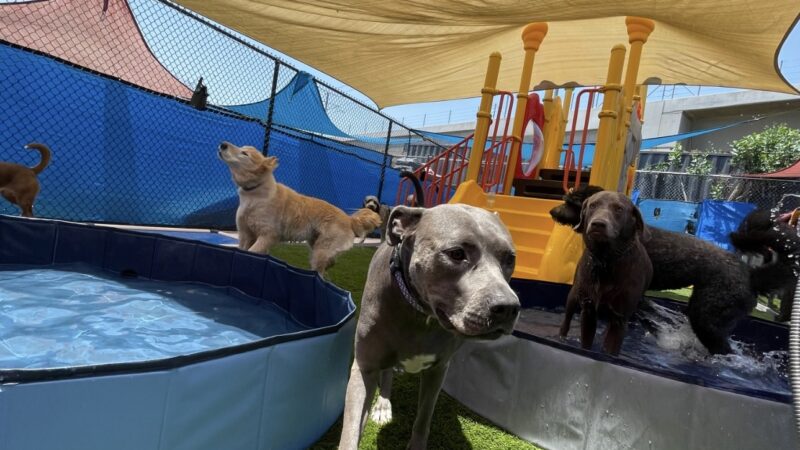 South Park Doggie - Waterland (LAX) - Inglewood, CA