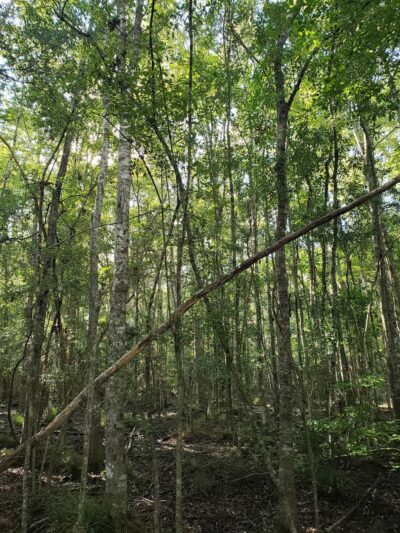 Gulf Hammock Wildlife Management Area - Inglis, FL