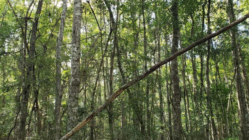 Gulf Hammock Wildlife Management Area - Inglis, FL