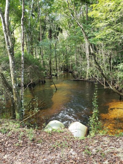 Gulf Hammock Wildlife Management Area - Inglis, FL