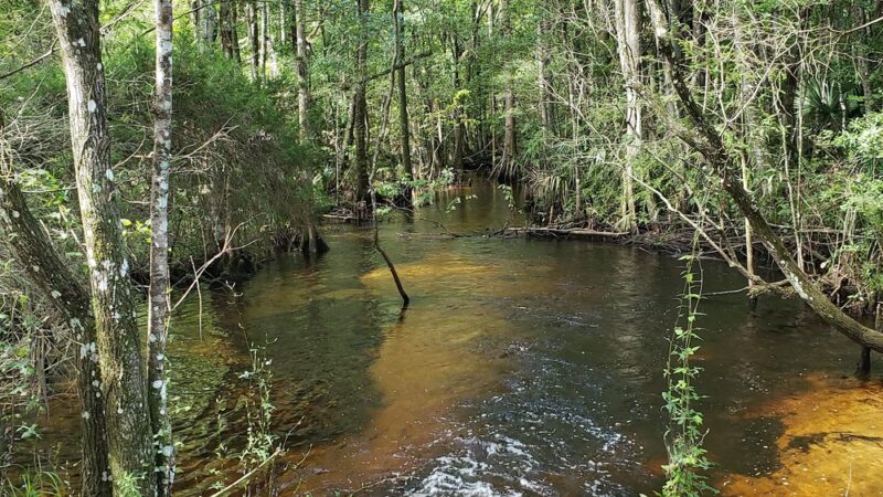 Gulf Hammock Wildlife Management Area - Inglis, FL