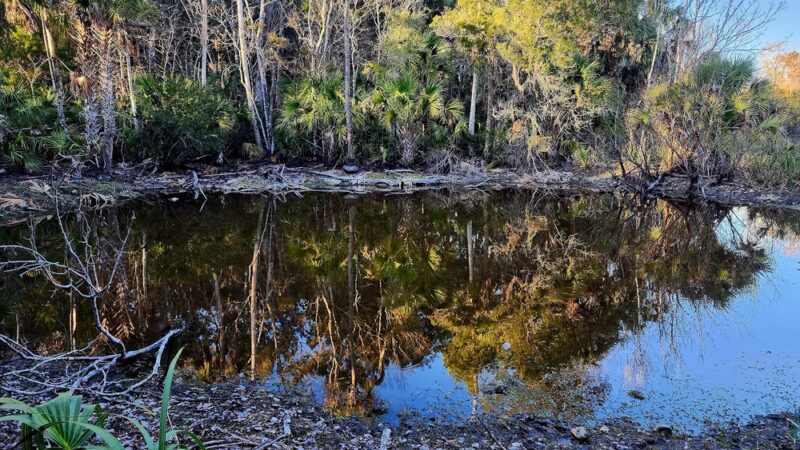Gulf Hammock Wildlife Management Area - Inglis, FL