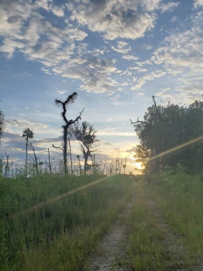Gulf Hammock Wildlife Management Area - Inglis, FL