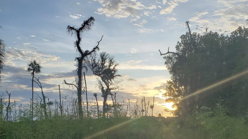 Gulf Hammock Wildlife Management Area - Inglis, FL
