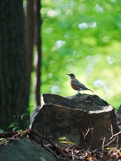 Irvington Woods - Irvington, NY