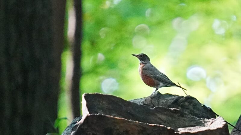 Irvington Woods - Irvington, NY