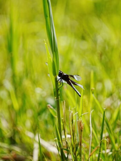 Irvington Woods - Irvington, NY