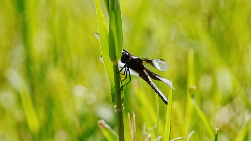 Irvington Woods - Irvington, NY