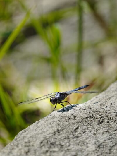 Irvington Woods - Irvington, NY