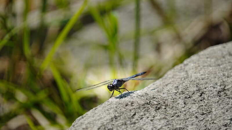 Irvington Woods - Irvington, NY