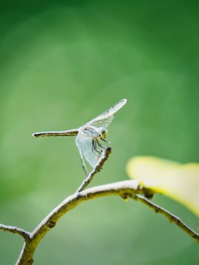 Irvington Woods - Irvington, NY