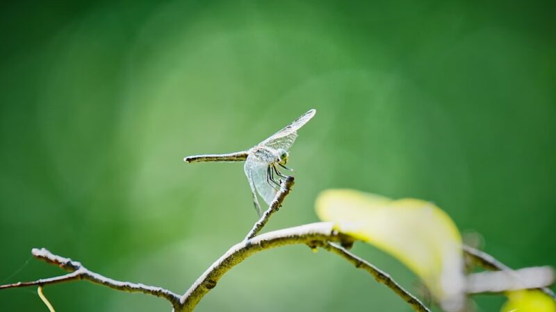 Irvington Woods - Irvington, NY