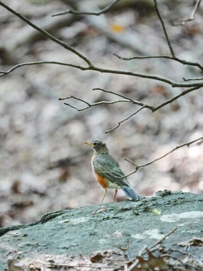 Irvington Woods - Irvington, NY